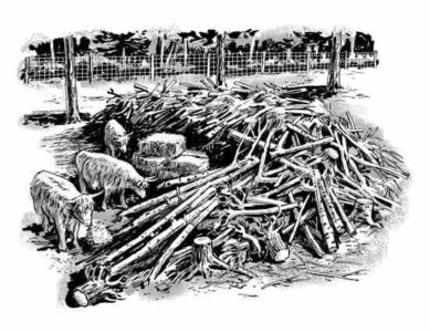 Building with Trees and Tree Stumps Image